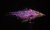 Grizzly Shrimp Pink UV