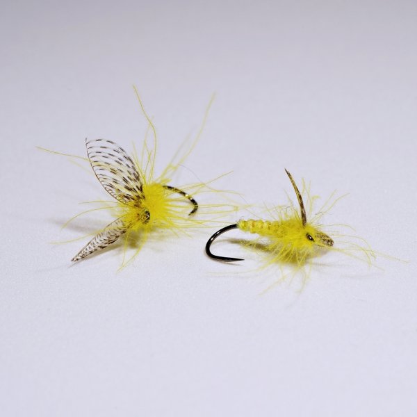 Zoom bild av Gul Forsslända CDC