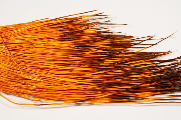 Zoom bild av The Happy Javelina Peccary