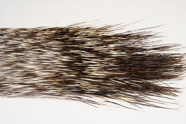 Zoom bild av The Happy Javelina Peccary