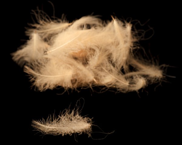 Zoom bild av Fly-Dressing Hand Selected Premium CDC